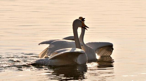 結婚17周年紀念語 結婚17周年紀念語