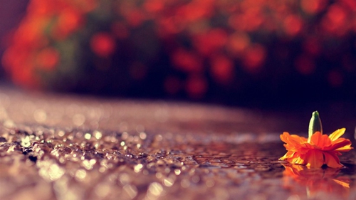 平安夜送領導祝福語簡單 平安夜送領導祝福語簡單