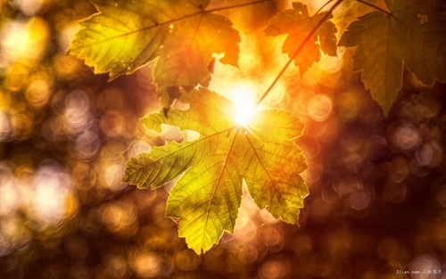 圣誕節英文祝福語句簡短唯美,圣誕節英文祝福語