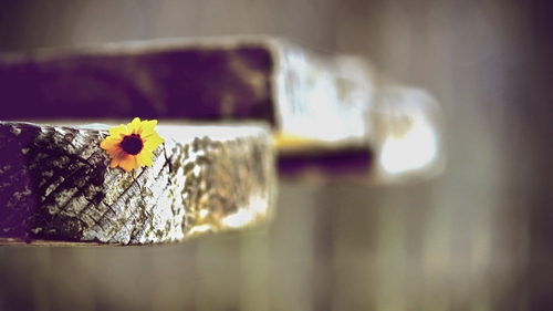 2025年精選感人光棍節(jié)祝福語集錦135句